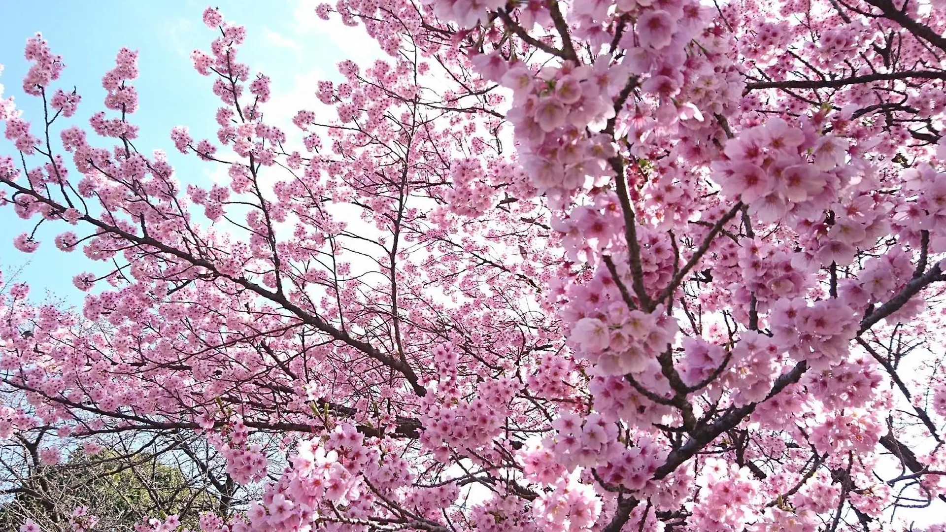 Apa Hotel Higashi Shinjuku Kabukicho Präfektur Tokio 3*,